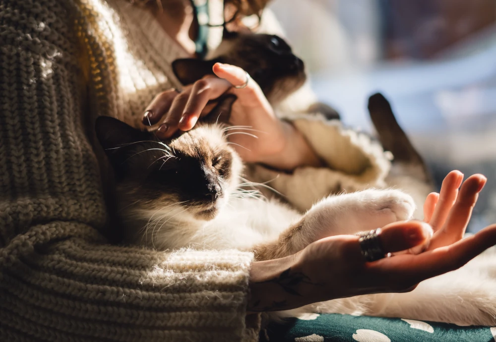 best camera for watching pets